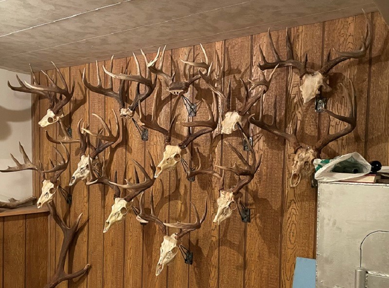 White tail deer antlers. 