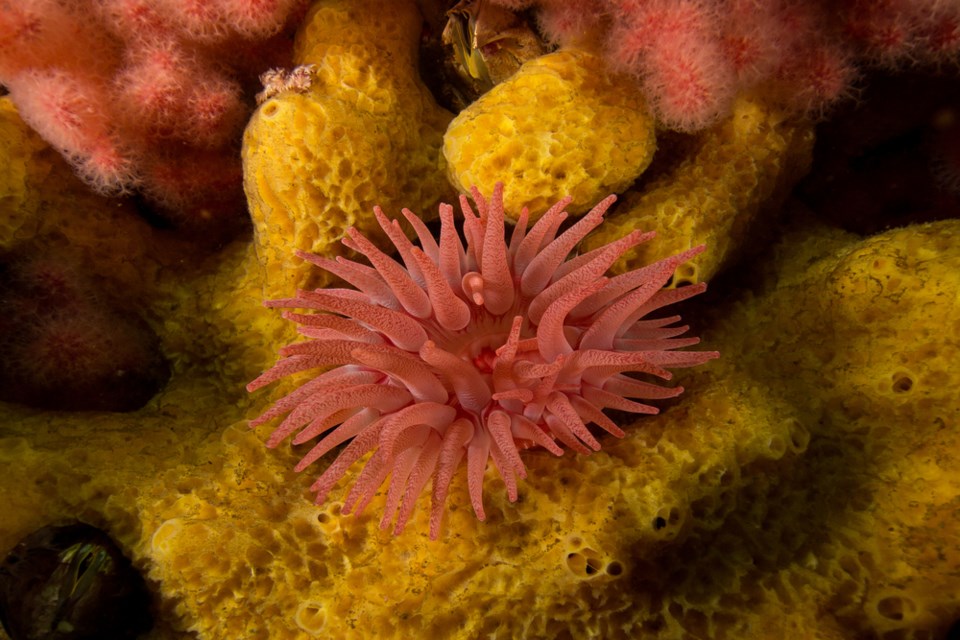 Janene_Brierley-Green_Port_Hardy_Crimson_Anemone_on_Sponge_1_1_1000x667