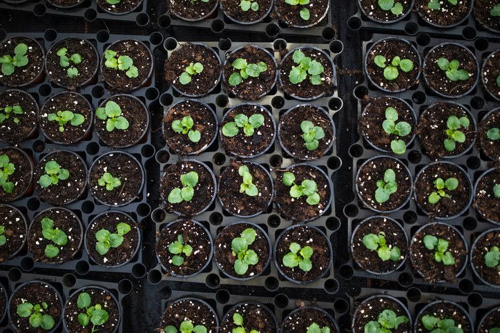 Seedlings-GettyImages