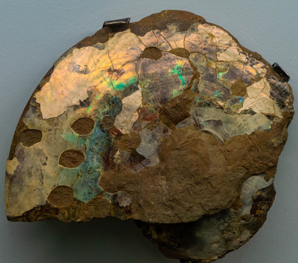Ammonite