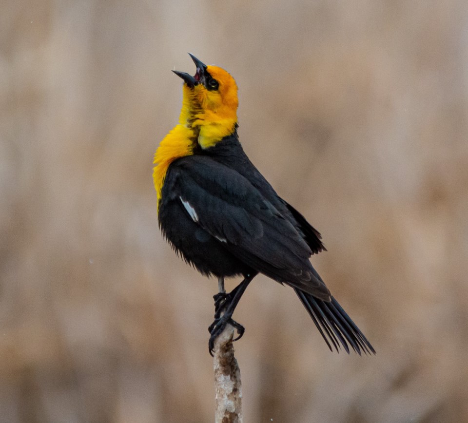 Blackbird
