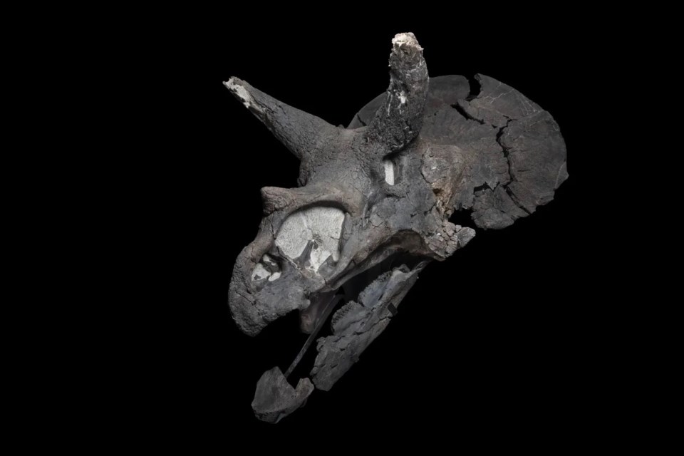 cali-triceratops