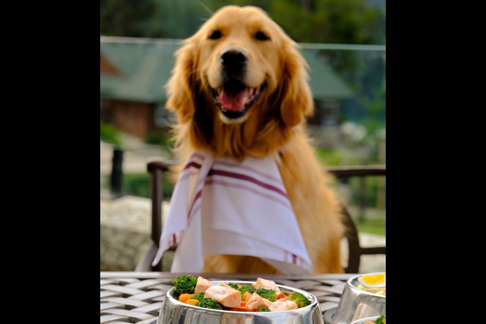 Welcome Calla to the Fairmont Jasper Park Lodge--a mountain-loving golden retriever now on duty welcoming guests. Photo supplied.