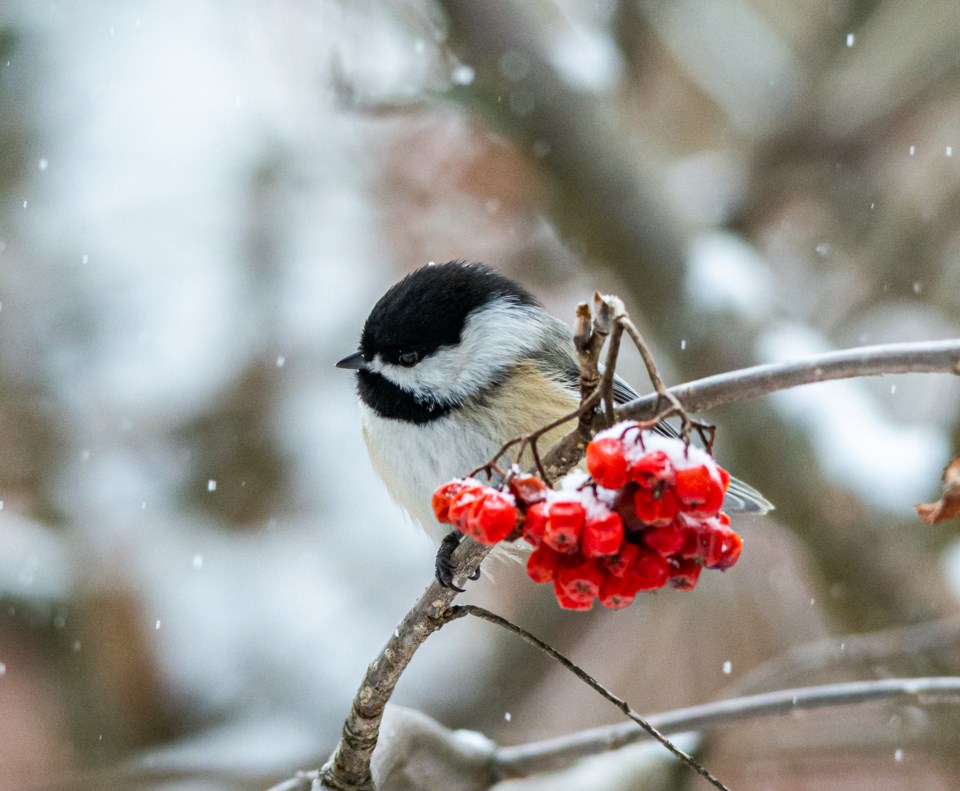 chickadee