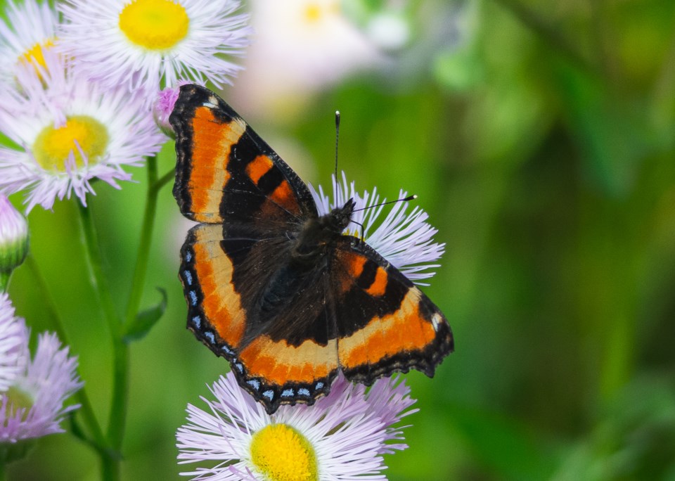columnnickbutterfly