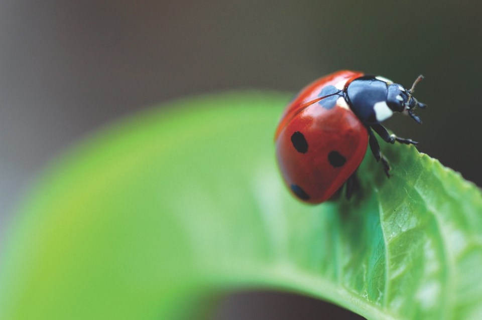 ColumnSchroderBugs