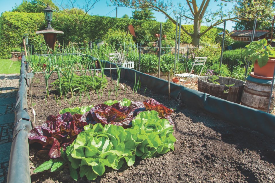 columnschrodergardenveg