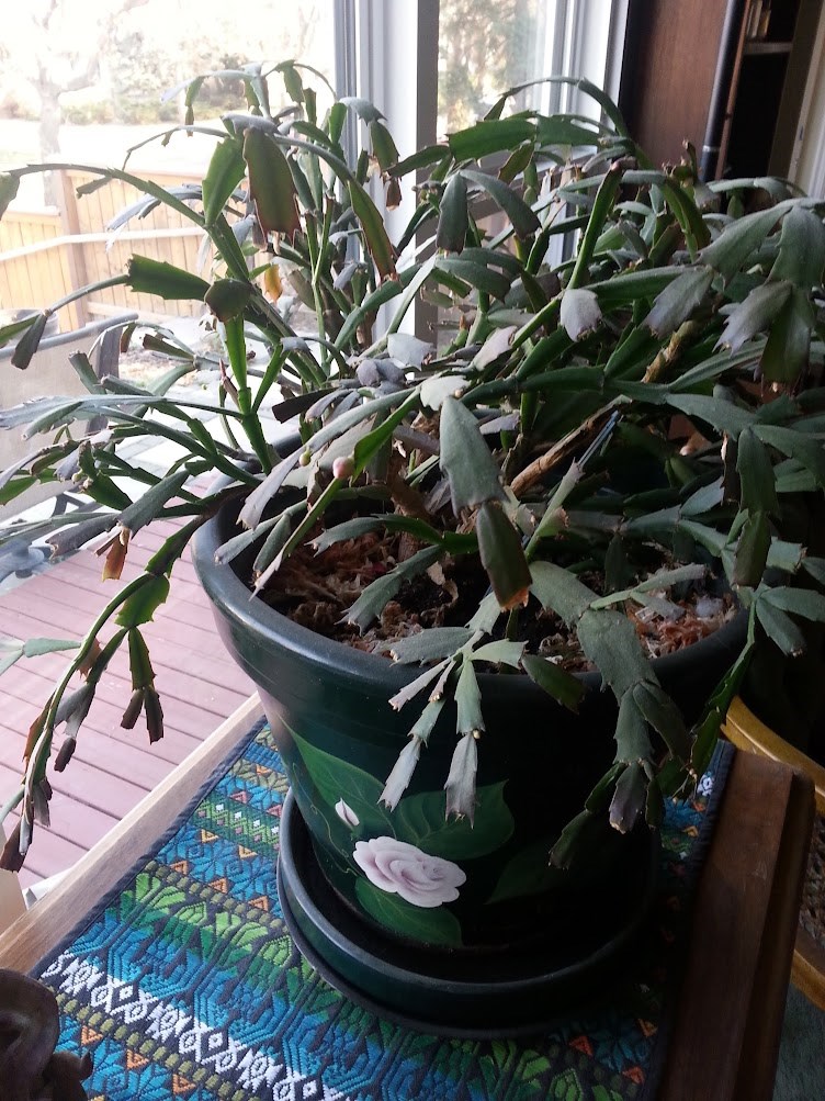 columnschroderhouseplant