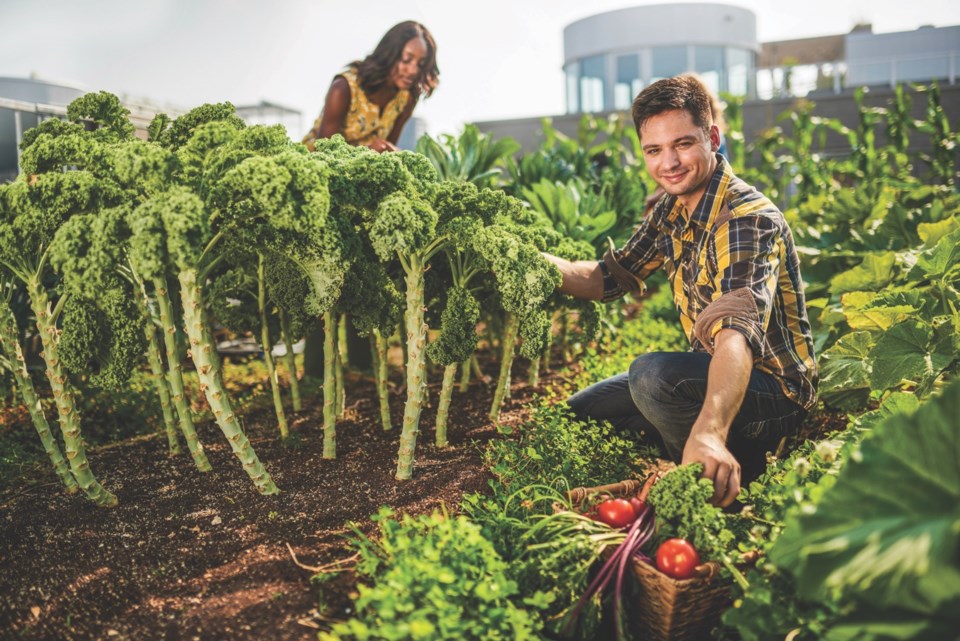 How Does Your Garden Grow Albertaprimetimes Com