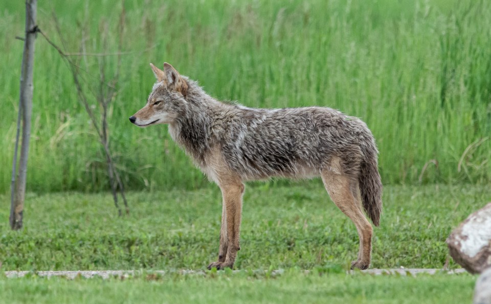 Coyote