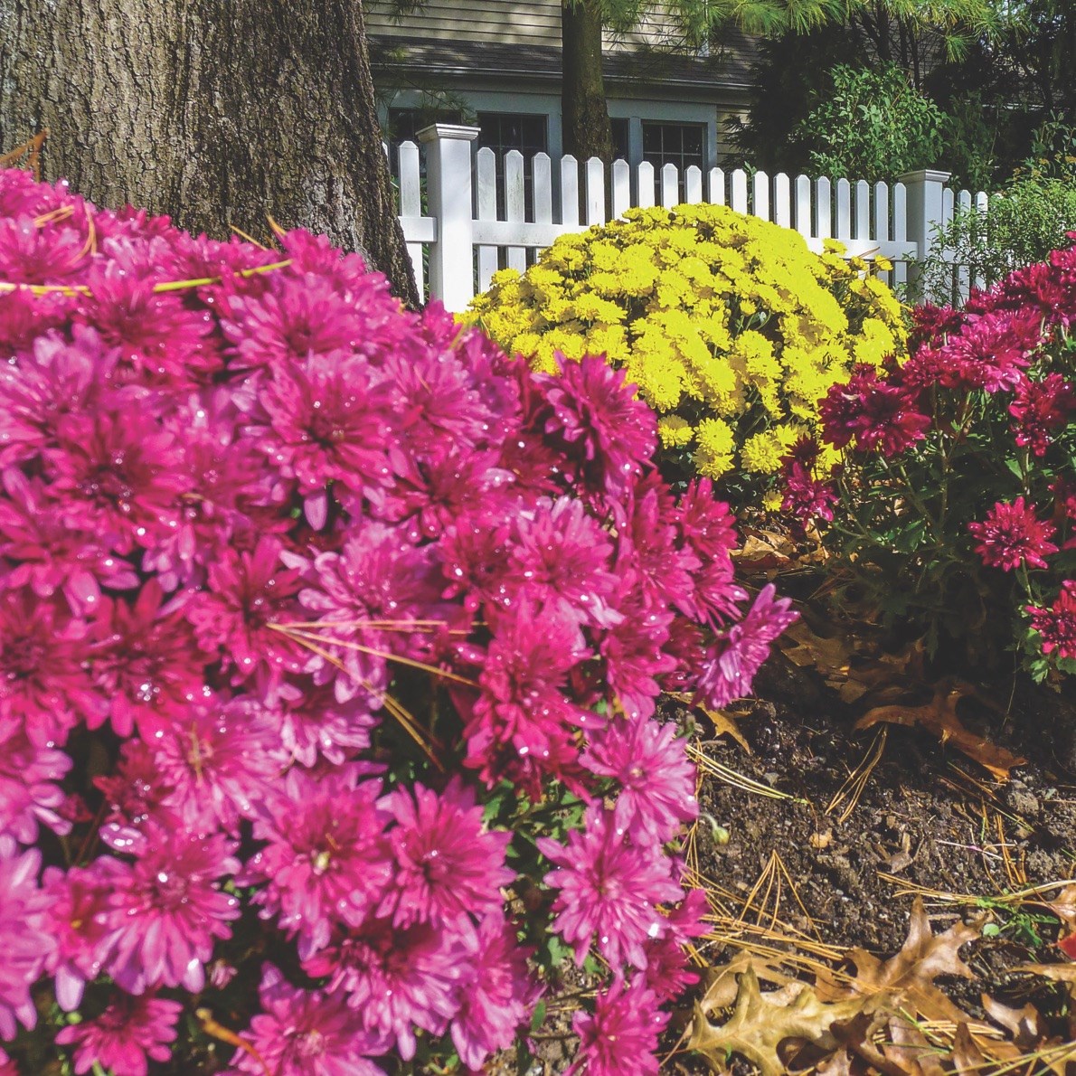 Beyond Local: Dos and Don'ts in the fall garden
