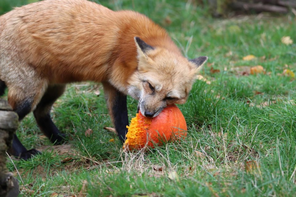 fox-eating-pumpkin