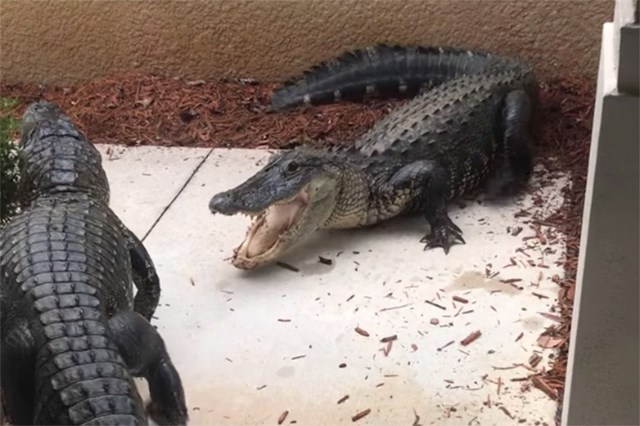Alligators fighting