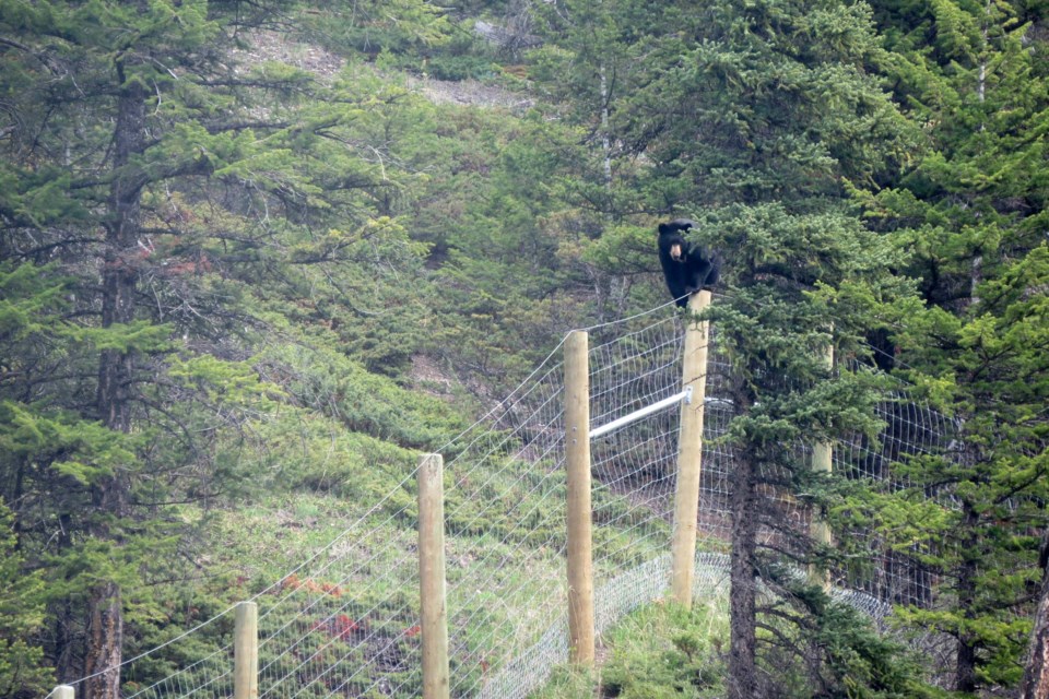 A black bear climbs fencing along the Trans-Canada Highway inside Banff National Park. SARA FASSINA PARKS PHOTO