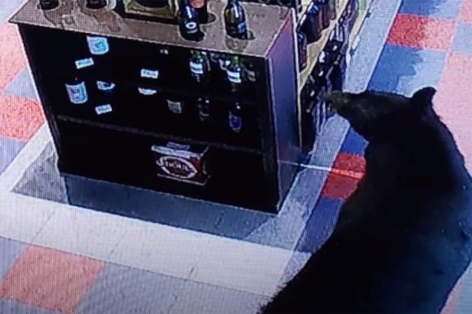 Bear in liquor store