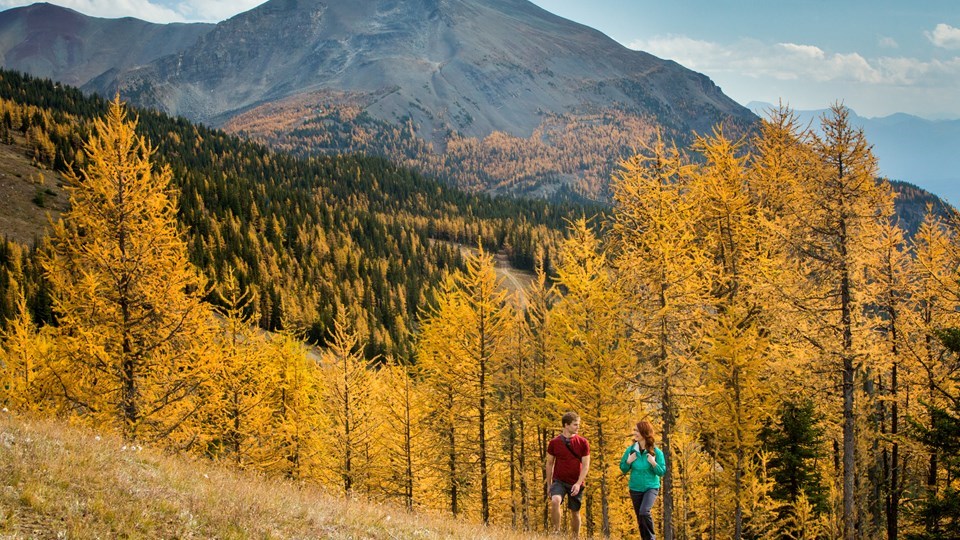 Autumn in the Rockies offers magnificence at every turn, such as the sparkling golden carpet of the larch tree--visible for just a few weeks before frost cuts the scene short. Photo: Travel Alberta