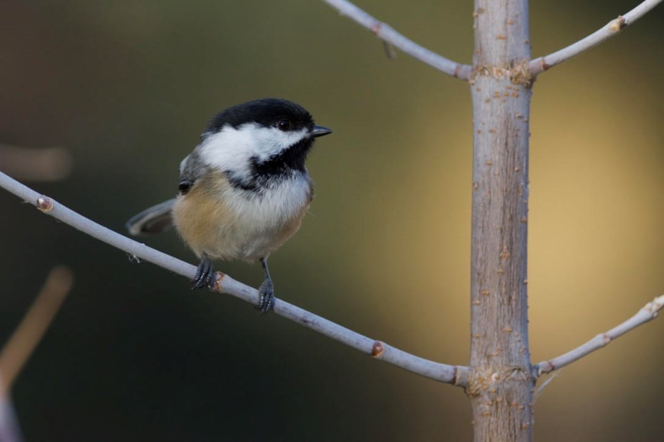 A favourite bird to watch during the winter is the Black-Capped Chickadee. Steve Kulak photo