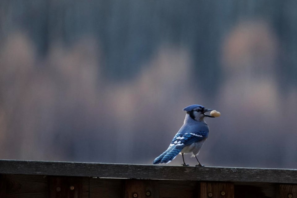 The Blue Jay is a bird with a bold personality that often squawks when the feeder is empty. Steve Kulak photo