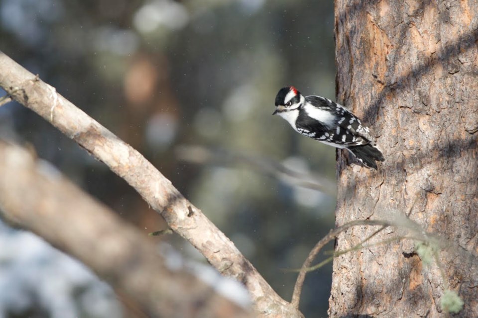 The Downy Woodpecker is the smallest of the woodpeckers in Alberta. Steve Kulak photo