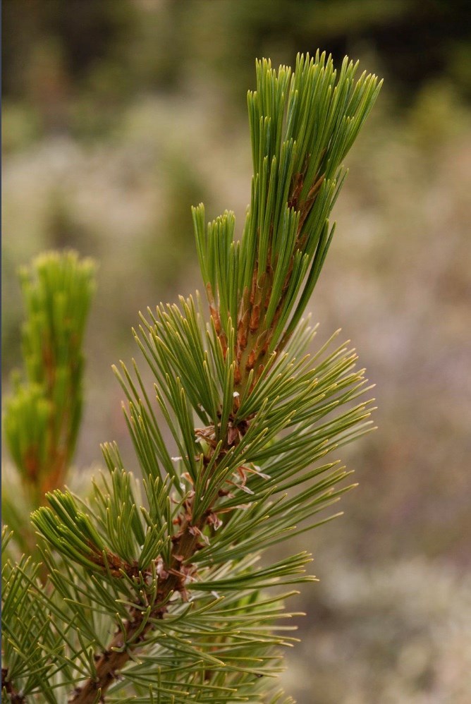 whitebark-pine-branch