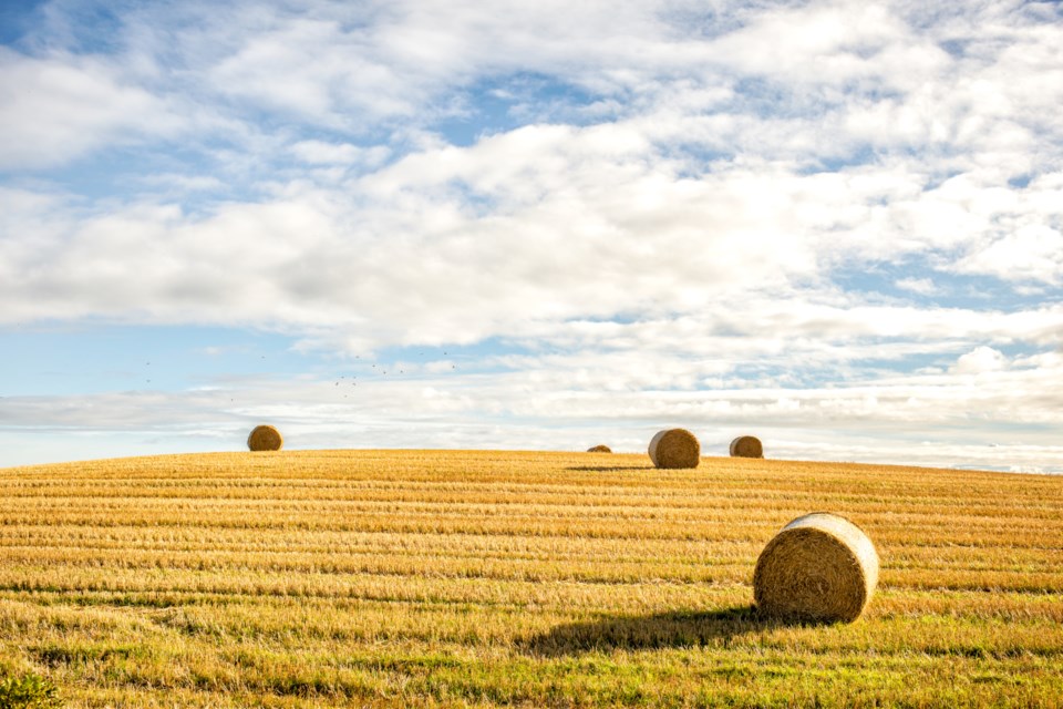 agricultural-field-and-blue-sky-P79ENY7