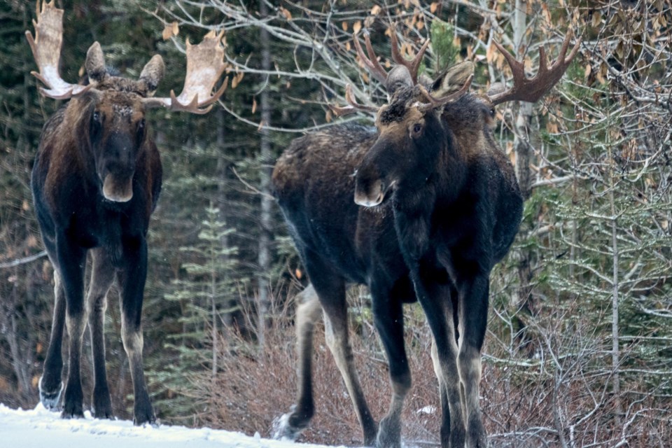 A herd of moose at Maligne Lake. Photo: Ian Stewart