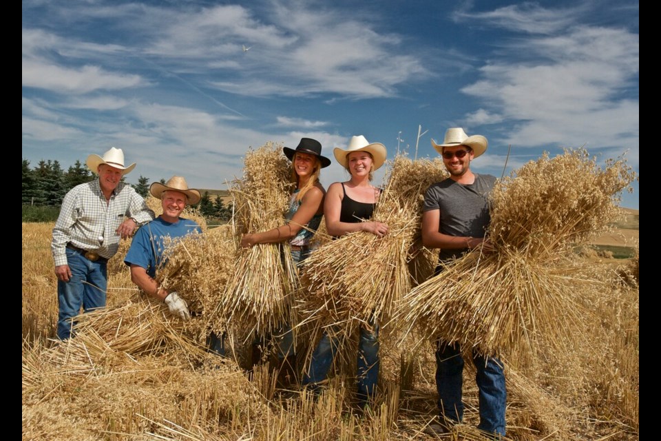 Friends and neighbors help with the harvest on Leo Gooch’s farm located south of Arrowwood, Alberta. Bundling the freshly cut oat sheaves into stooks are Ken Whittle, Robert Kraus, Katie Arbour, Allison Kraus and Zack Cormier. Photo: Tim Johnston

