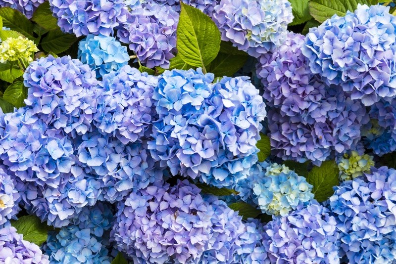 Hydrangeas are a favourite with Alberta gardeners.