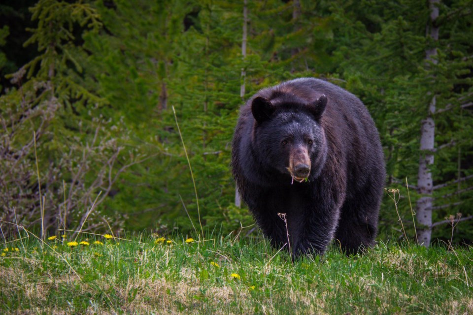 jasper-black-bear