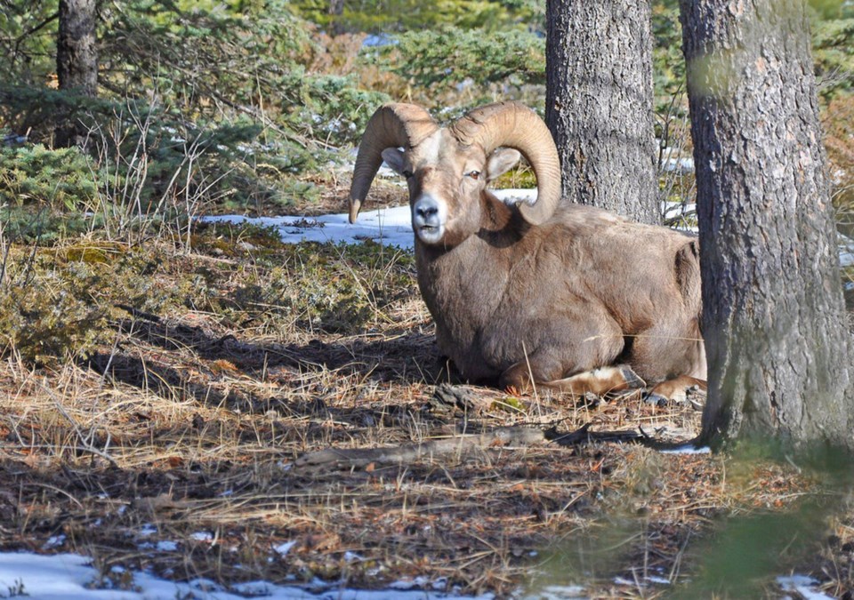 jasper-sheep