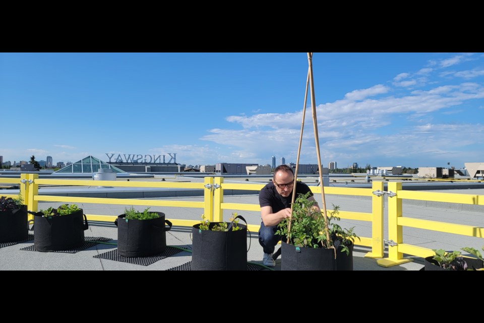 Kingsway mall marketing manager Bo Tarasenko checks a plant container on the mall rooftop, June 30, 2023. Photo: David Ryning