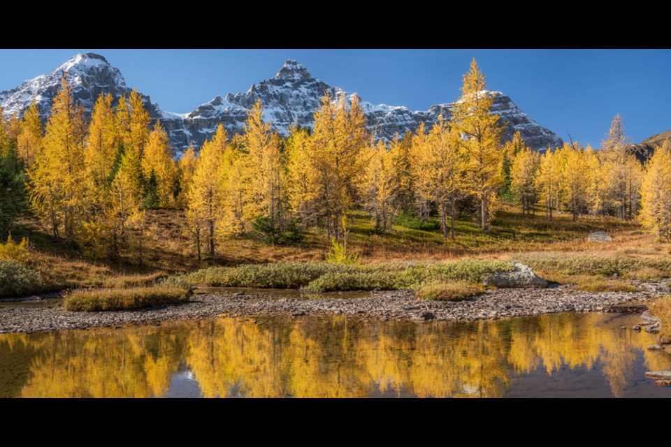 You may have a few more days to catch sight of the golden larches in Alberta's mountain parks. Photo: Fairmont Banff Springs
