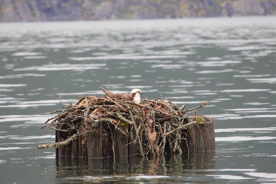 Osprey