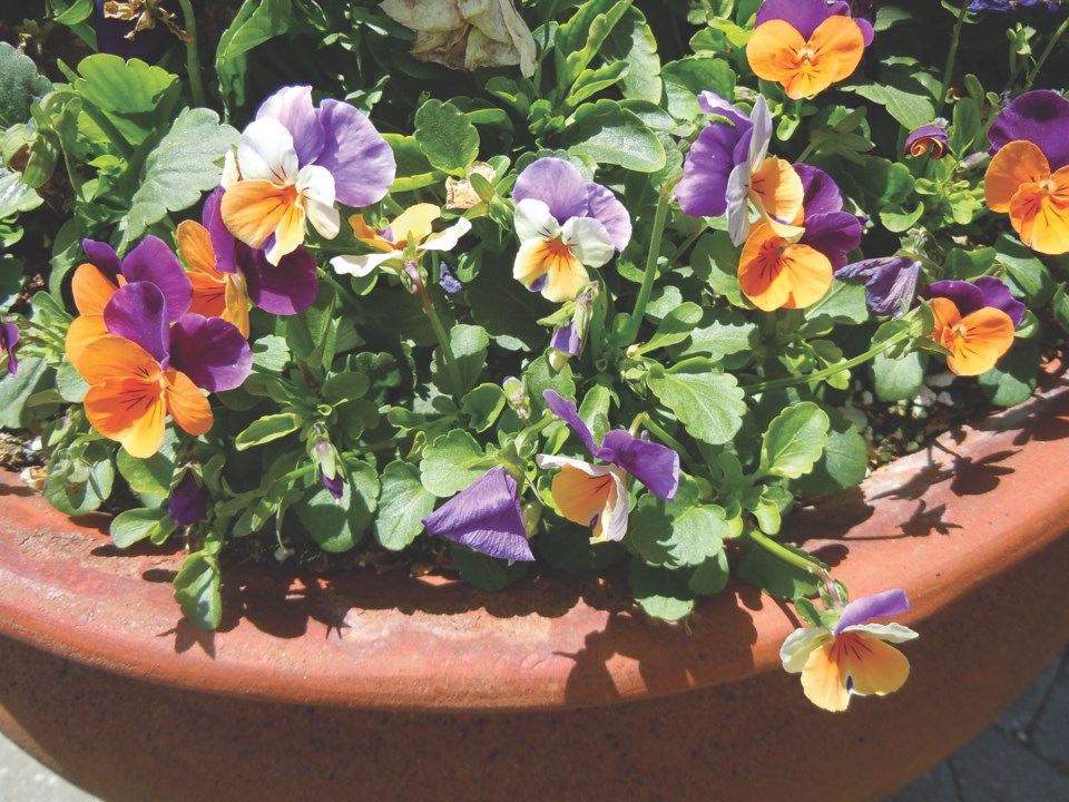 pansies