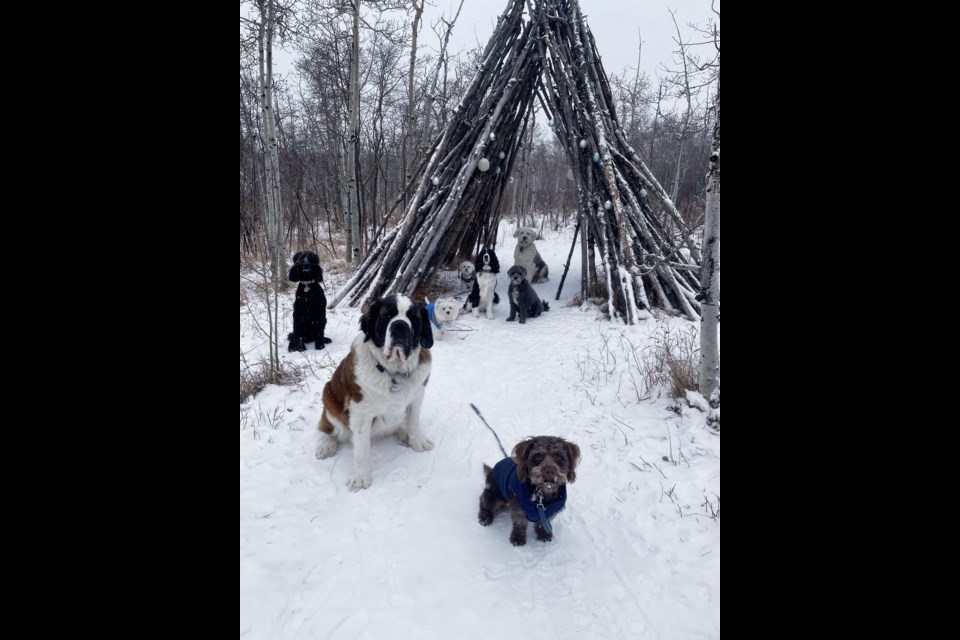 A group of dogs takes a break at Calgary's Edworthy Park during a walk organized by Pooches in the Park. Photo submitted.