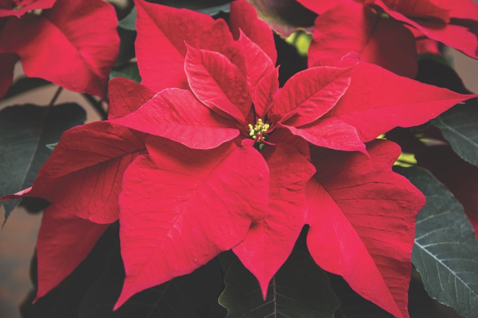 poinsettia