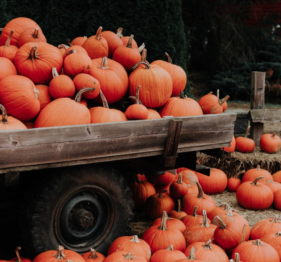 pumpkin-patch