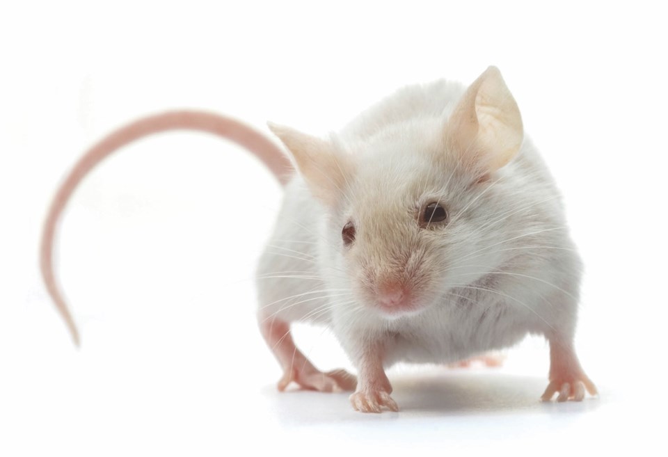 rat