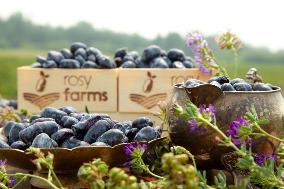 Rosy Farms is a unique organic haskap farm, as much about this fruit as the land it grows on. Photo supplied.