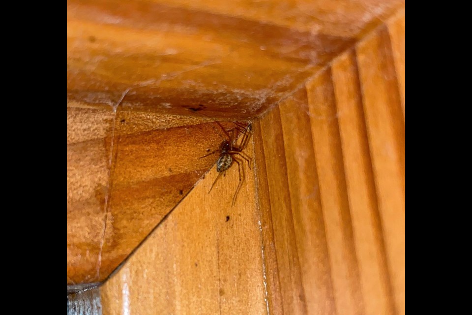 I spy....there are bugs that like to overwinter inside our homes; look around for them! Photo: Nick Carter