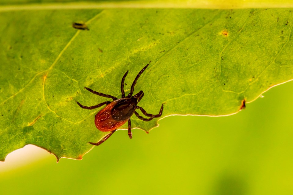 tick-ge85f6dfa1_1920