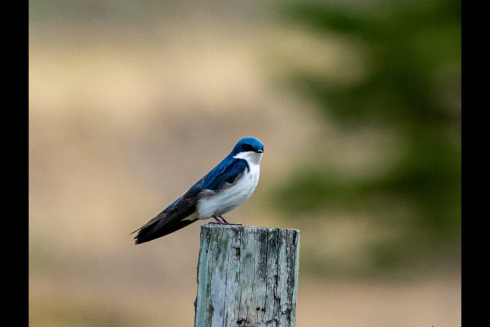 With spring returning, keep an eye out for birds migrating back into the province. Anywhere from trees to fenceposts to backyard feeders is a good place to start. Photo: Nicholas Carter