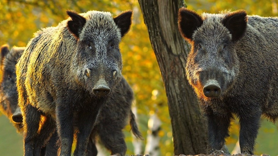 wild-boar-1-5849362-1649184994162