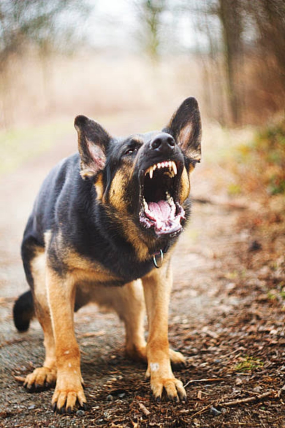 Angry German dog 