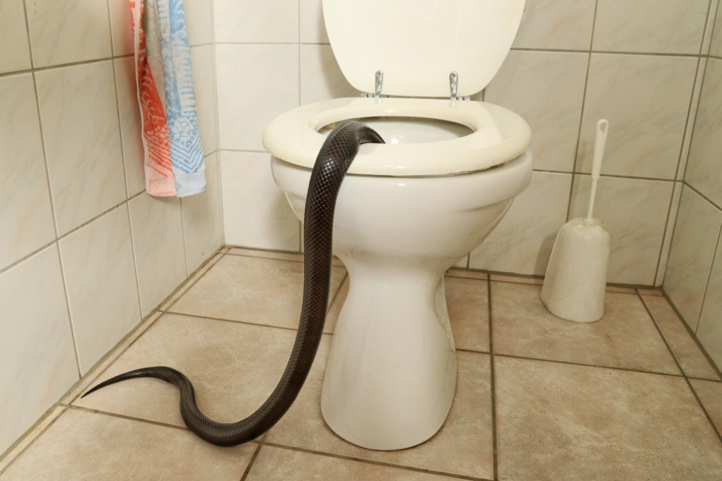 Toilet bowl snake top