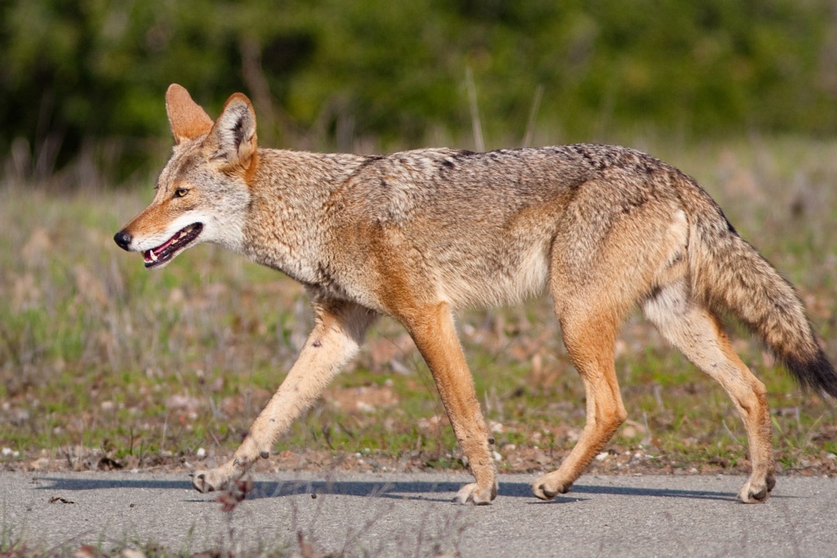 Report Coyote and Fox Sightings - 20250708 Twitter Coytoe 1 ;w=1200;h=800;mode=crop