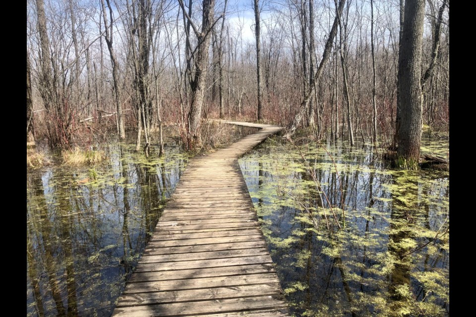 The boardwalks can be a little wet following the spring thaw.