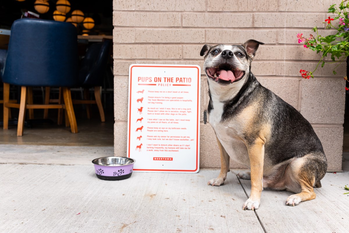 Restaurants roll out red carpet for dogs with pet-friendly patios