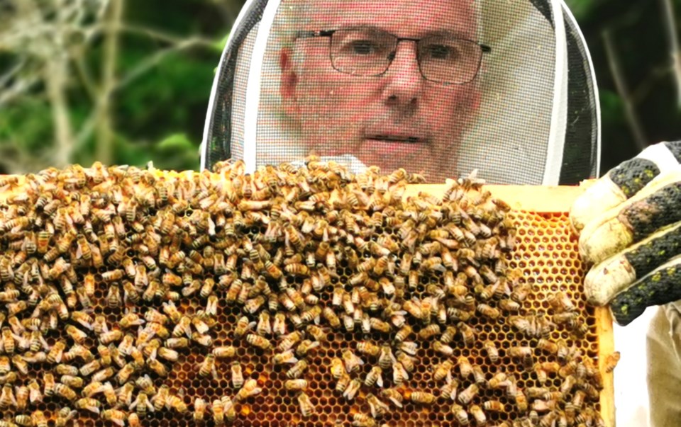bees