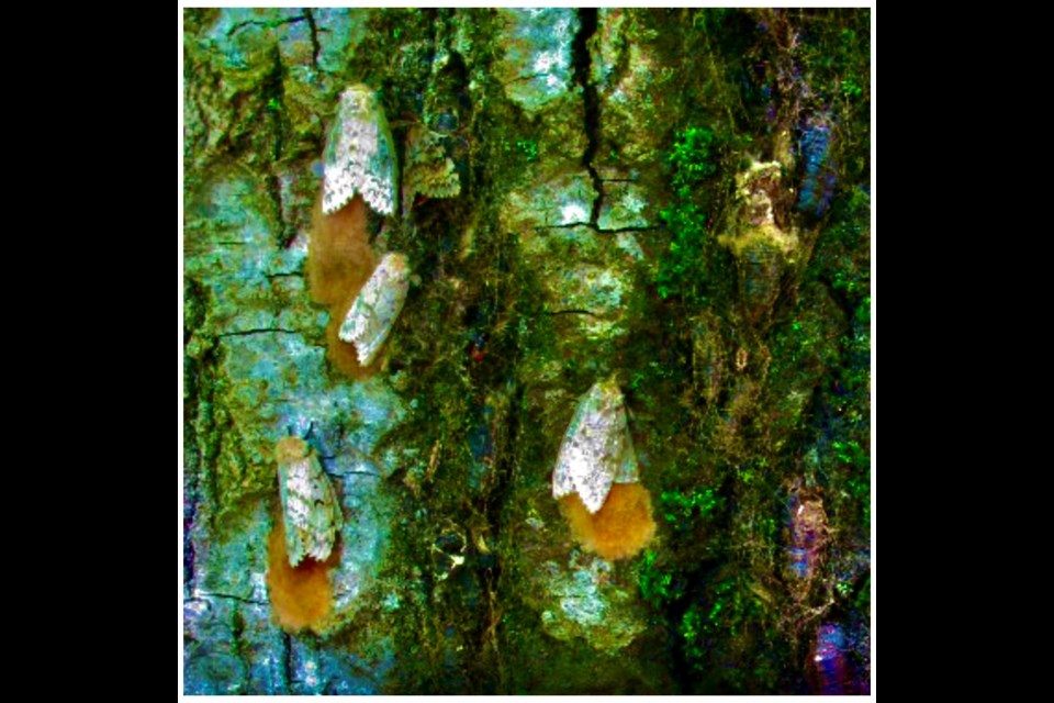 Invasive moths gather on a tree, along with their egg masses.